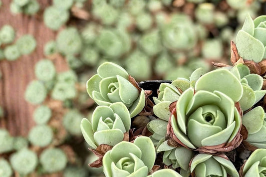 3 Mountain Rose Succulent Live Plants | Greenovia Pink Succulents | Rose Shaped Rare Succulent Plants | Collector Plant Bundle