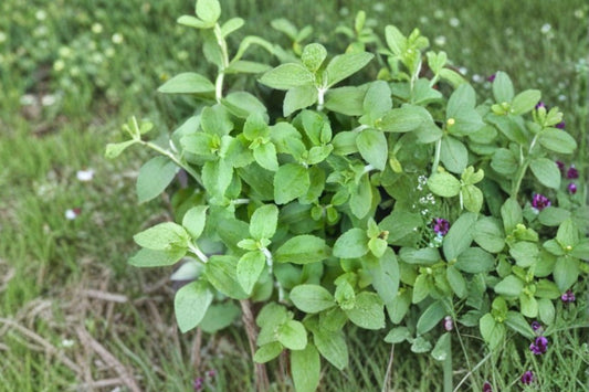 Stevia Rebaudiana Live Plant | 1 Inch Rooted Plug | Sweet Leaf Herb Starter Plant | Sugar Leaf Garden Herb | Live Stevia Plant