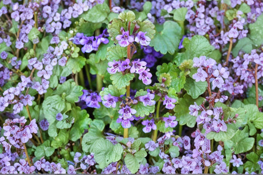 10 Creeping Charlie Live Plants | Glechoma hederacea | Ground Ivy Starter Plants | Evergreen Ground Cover | Creeping Vine Bundle