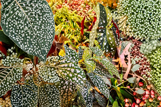 3 Angel Wing Begonia Live Plants | Assorted Rooted Starter Plant Bundle | Cane Begonia Houseplants | Colorful Indoor Plant Pack