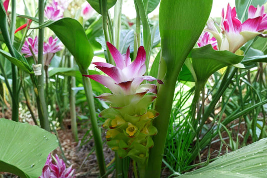 Yellow Turmeric Live Plant | Curcuma longa Rooted Starter | Organic Turmeric Plant | Tropical Edible Garden Herb | Free Shipping
