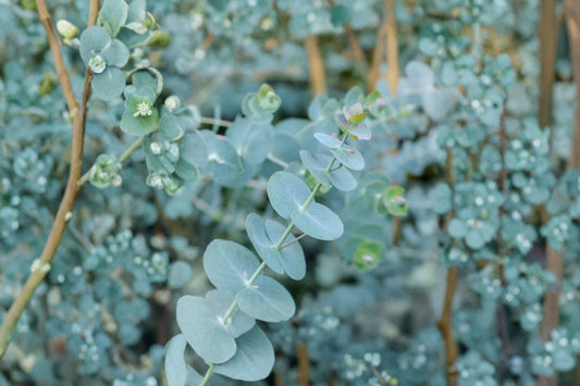 Baby Blue Eucalyptus Live Plant | Eucalyptus pulverulenta Starter | Silver Blue Fragrant Foliage | Cut Flower Garden Plant
