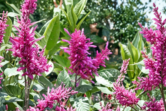 Purple Firespike Live Plant | 5 Inch Pot | Odontonema Hummingbird Butterfly Plant | Tropical Purple Flowering Pollinator Shrub