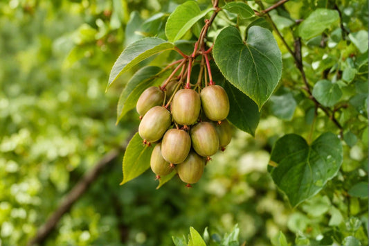 Prolific Hardy Kiwi Live Plant | Actinidia arguta | Self-Fertile Kiwi Vine | Edible Fruit Plant | Cold Hardy Climbing Grapevine