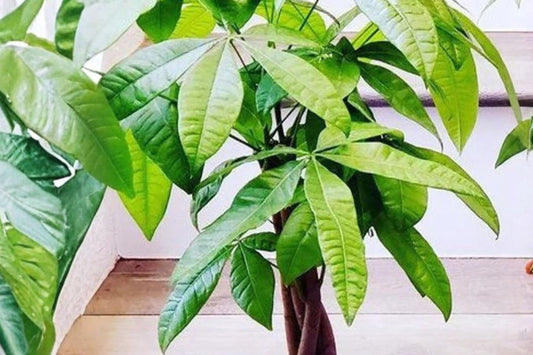 5 Money Tree Live Plants | Pachira Aquatica Starter Plants | Beginner Friendly Indoor Houseplant Bundle | Tropical Plants | Free Shipping