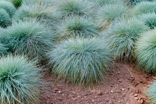 Elijah Blue Fescue Live Plant | Festuca glauca Ornamental Grass | Blue Foliage Starter Plant | Drought Tolerant Garden Grass | Free Shipping