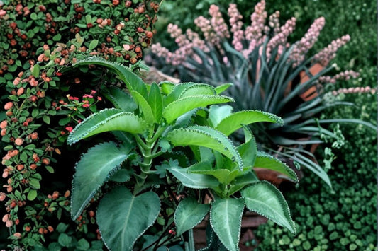 Mother of Thousands Live Plant | 2 Inch Pot | Kalanchoe daigremontiana Succulent | Plantlet Producing Houseplant | Starter Plant