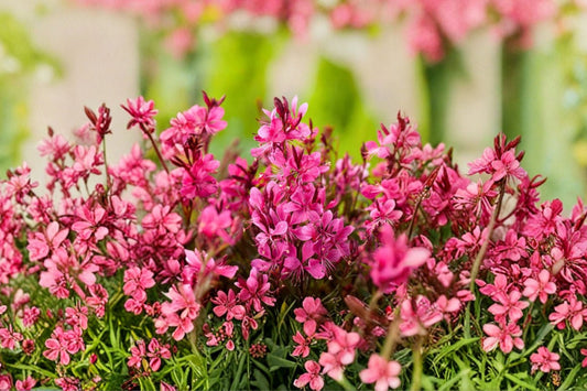 Pink Gaura Live Plant | Oenothera lindheimeri | 1 Gallon Fully Rooted Plant | Pink Flowering Perennial | Butterfly Pollinator Garden