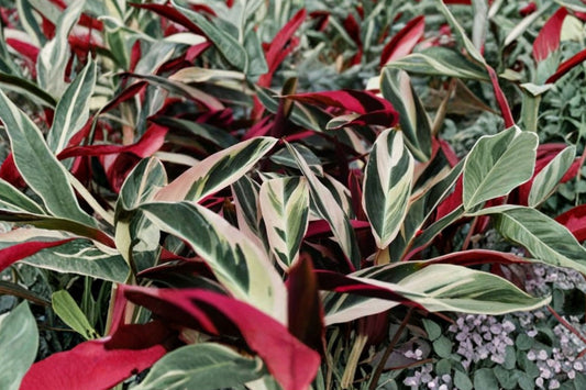 Stromanthe Triostar Live Plant | 4 Inch Pot | Stromanthe sanguinea Tricolor | Pink Variegated Indoor Houseplant | Tropical Plant