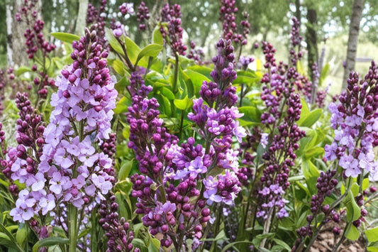 Edward J Gardner Lilac Live Plant | Pink Double French Lilac | Syringa vulgaris Starter Plant | Fragrant Flowering Garden Shrub