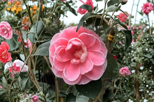 Otome Camellia Japonica Live Plant | Pink Variegated Camellia Starter | Variable Blooms | Evergreen Flowering Shrub | Garden Plant