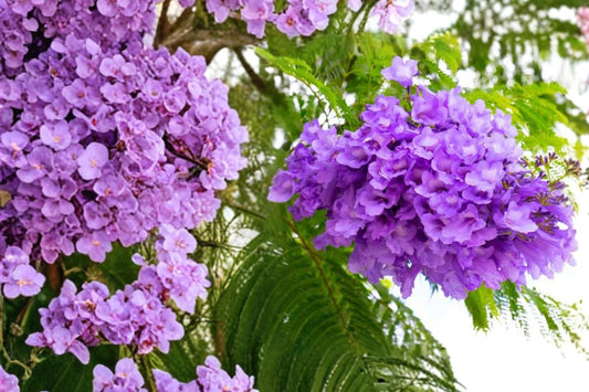 Blue Jacaranda Tree Live Plant | Jacaranda mimosifolia | 6–8 Inch Tall Starter in 3 Inch Pot | Purple Blue Flowering Tropical Tree