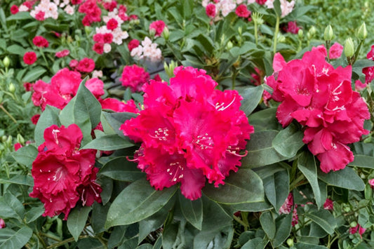 Holden Red Rhododendron Live Plant | Red Flowering Rhododendron Starter | Evergreen Shrub | Shade Garden Plant | L7 Size