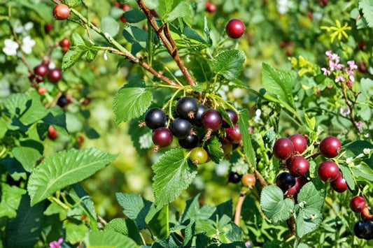 Jostaberry Orus 8 Live Plant | 12+ Inch Fruit Bush | Gooseberry Black Currant Hybrid | Ribes Fruit Shrub | Edible Garden Plant
