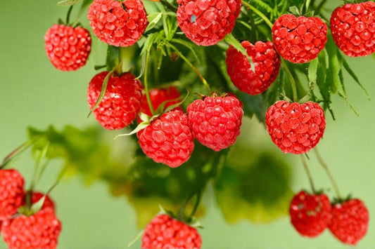 Heritage Raspberry Live Plant | 3+ Year Old Mature Raspberry Bush | Well Rooted Red Berry Plant | Everbearing Fruit Plant | Non-GMO