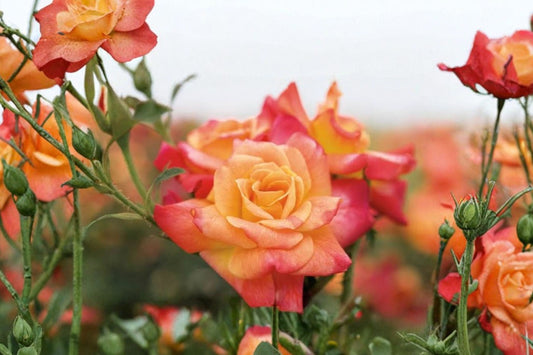 Joseph’s Coat Climbing Rose Live Plant | 1 Quart Pot | Multicolor Climbing Rose Bush | Repeat Blooming Rose | Garden Trellis Plant