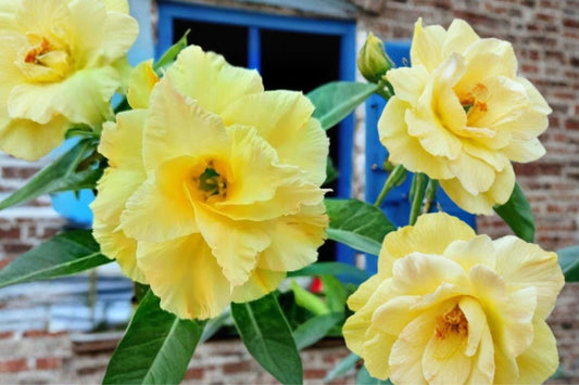 Double Yellow Desert Rose Live Plant | Adenium Obesum | 4–6 Inch Tall Starter Plant | Yellow Double Flower Succulent | Tropical Bonsai
