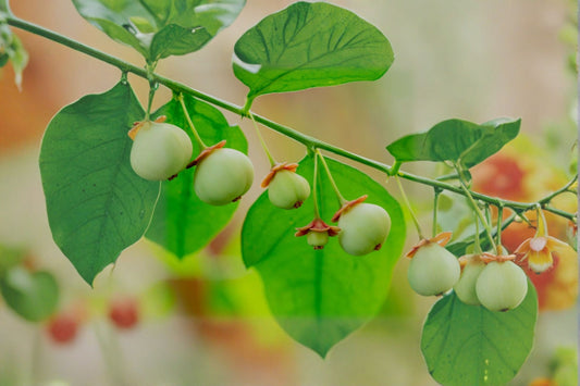 Katuk Sweetleaf Bush Live Plant | Sauropus androgynus | Tropical Leafy Green Starter Plant | Edible Garden Shrub | Asian Vegetable