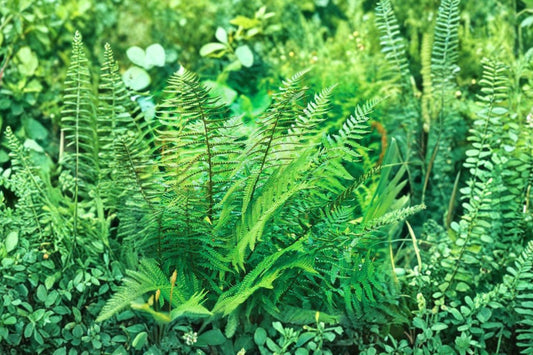 Christmas Fern Live Plant | Polystichum acrostichoides | Bareroot Native Fern | Evergreen Shade Garden Plant | Woodland Ground Cover