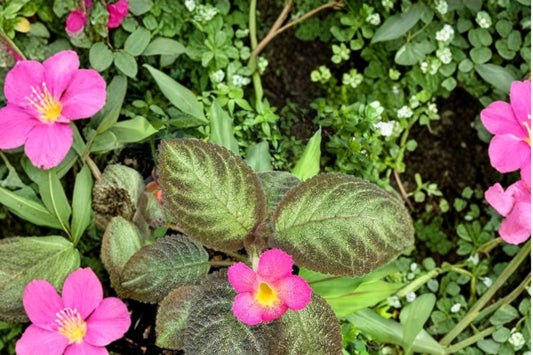 Episcia Raspberry Blush Live Plant | 4 Inch Pot | Flame Violet Houseplant | Colorful Trailing Tropical Plant | Free Shipping