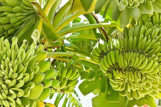 3 Double Mahoi Dwarf Banana Live Plants | Musa Dwarf Banana Starter Plugs | Tropical Fruit Plants | Container Banana Plant Bundle