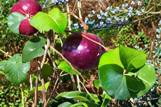 Star Apple Live Plant | Chrysophyllum cainito Fruit Tree | 4 Inch Cell Starter Plant | Tropical Fruit Tree | Free Shipping