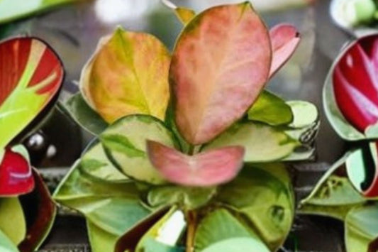 Hoya Australis Lisa Live Plant | Variegated Tricolor Hoya | 4 Inch Pot | Rare Pink Variegated Wax Plant | Tropical Houseplant