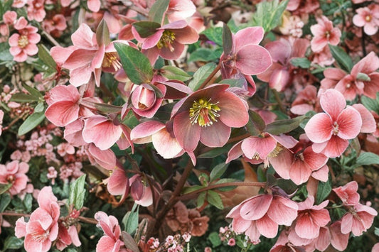 20 Hellebore Live Plants | Helleborus Rooted Starter Plants | Perennial Shade Garden Flowers | Winter Blooming Plant Bundle