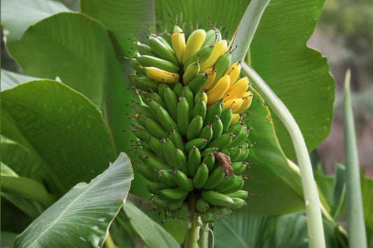 Dwarf Cavendish Banana Seeds 10 Pcs | Musa acuminata Tropical Banana Plant Seeds | Dwarf Banana Tree | Exotic Fruit Garden Seeds