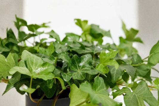 5 English Ivy Live Plants | Hedera helix Rooted Starter Plants | Climbing Evergreen Vine | Patio Container Plant | Ground Cover