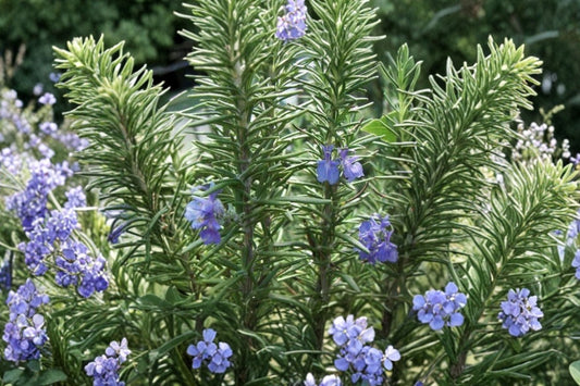 Tuscan Blue Rosemary Live Plant | Organic Rosemary Starter | Salvia rosmarinus Herb Plant | Fragrant Culinary Garden Herb | Free Shipping