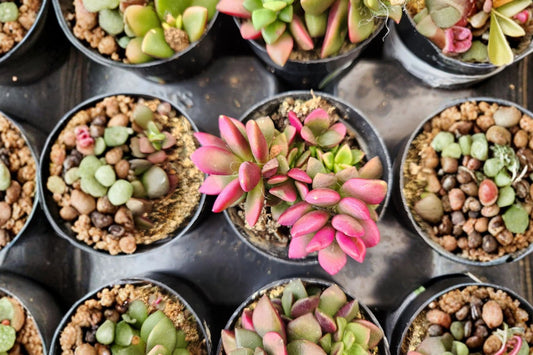 Lithops Live Plants | Living Stones Succulents | Assorted Lithops Plants | Rare Mesemb Succulent | Indoor Rock Plant Collection