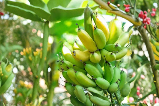 5 Gran Nain Banana Live Plants | Dwarf Banana Tree Starter Plugs | Musa acuminata Fruit Plants | Tropical Garden Plant Bundle