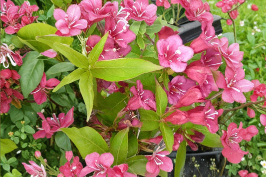 Ruby Red Weigela Live Plant | 4 Inch Pot | 6–12 Inch Tall Red Flowering Shrub | Hummingbird Pollinator Garden Plant