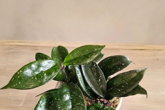 Hoya Burtoniae Sea Stones Live Plant | Rooted Starter Hoya | Easy Care Trailing Wax Vine | Tropical Hanging Houseplant