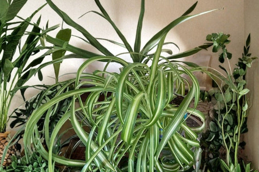 3 Rooted Spider Plant Babies | Live Chlorophytum comosum Starter Plants | Bare Root Houseplants | Easy Indoor Hanging Plant