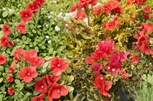 Bengal Orange Bougainvillea Live Plant | Variegated Bougainvillea | Well Rooted Starter Plug | Orange Flowering Tropical Vine