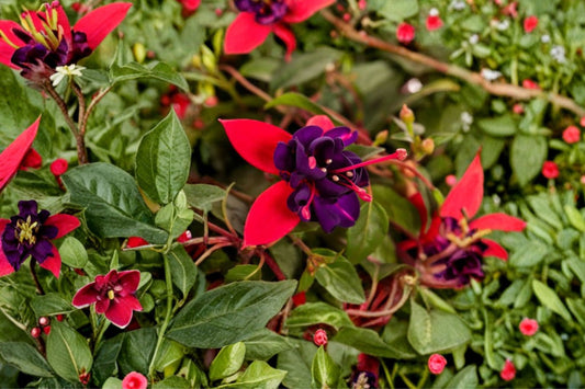 3 Fuchsia Live Plants | Choose Your Varieties | 6 Inch Pots | Flowering Fuchsia Plants | Hanging Basket Patio Flowers