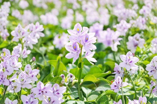 5 Live Water Hyacinth Plants | Floating Pond Plants | Eichhornia crassipes | Tropical Aquatic Water Garden Plants