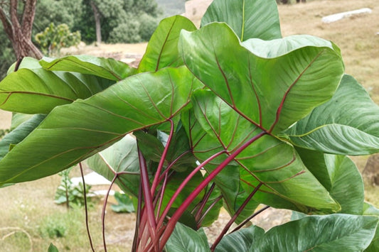Hawaiian Punch Colocasia Live Plant | 5–9 Inch Tall Elephant Ear | Colorful Tropical Foliage Plant | Patio Container Garden Plant