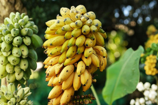 Tall Namwah Banana Live Plant | Pisang Awak Banana Tree | Cold Hardy Tropical Fruit Plant | Musa Banana Starter | Edible Garden
