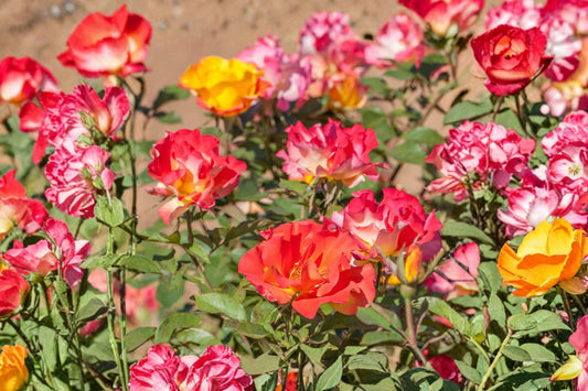 Sunset Horizon™ Shrub Rose Live Plant | 1 Quart Pot | Coral Orange Pink Rose Bush | Repeat Blooming Garden Rose | Flowering Shrub