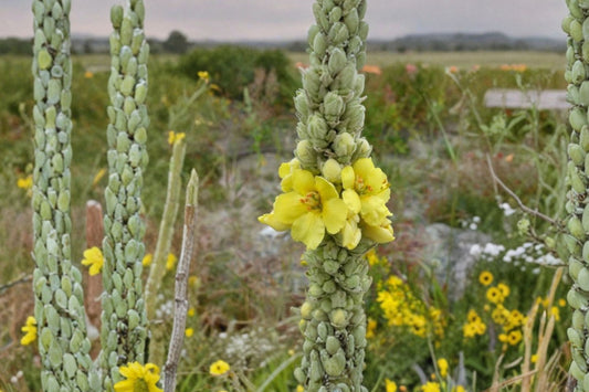 Mullein Live Plant | Verbascum thapsus Rooted Starter | Woolly Mullein Garden Plant | Tall Yellow Flowering Biennial | Cottage Garden