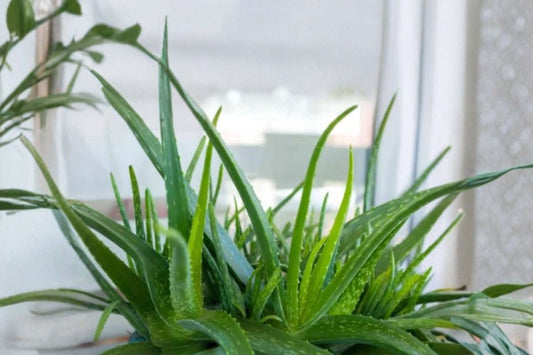 Aloe Vera Live Plant | 6–8 Inch Tall Potted Starter | Organic Aloe Plant | Easy Care Succulent Houseplant | Free Shipping