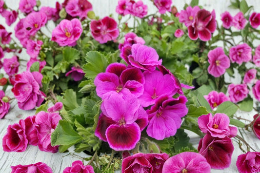 4 Lavender Pink Pepper Scented Pelargonium Cuttings | 6 Inch Live Geranium Cuttings | Fragrant Plant Propagation | Pink Flower