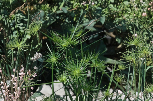 Dwarf Papyrus Live Plant | Cyperus haspan | 2 Inch Pot Aquatic Plant | Mini Papyrus Pond Water Garden Plant | Buy 2 Get 1 Free