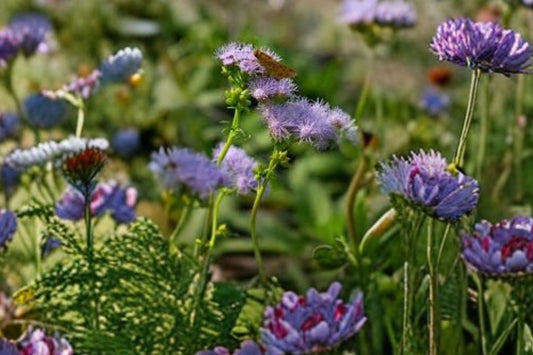 3 Live Ironweed Plants | First Year Seed-Grown Starter Plants | Native Purple Wildflower | Pollinator Butterfly Garden Perennial