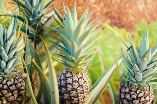 Kona Sugarloaf Pineapple Live Plant | Ananas comosus | Sugarloaf Pineapple Starter | Tropical Fruit Plant | Patio Container Garden