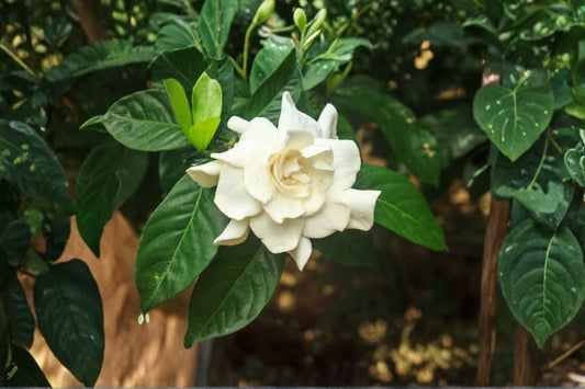 7 White Gardenia Cuttings | Cape Jasmine Live Plant Cuttings | Heirloom Gardenia Bush | Fragrant Flower Shrub Propagation