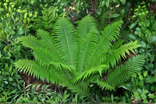 3 Ostrich Fern Live Plants | Matteuccia struthiopteris | Mature Rooted Ferns | Fiddlehead Fern | Perennial Shade Garden Plants